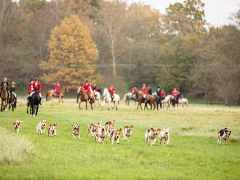 Hubertusjagd mit der Niedersachsenmeute